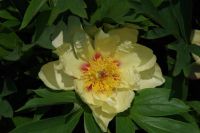 Rene Koot, foto gemaakt in Peony Showgarden