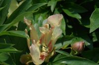 Rene Koot, foto gemaakt in Peony Showgarden