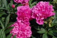 Rene Koot, foto gemaakt in Peony Showgarden