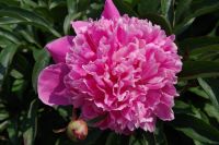 Rene Koot, foto gemaakt in Peony Showgarden