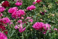 Rene Koot, foto gemaakt in Peony Showgarden