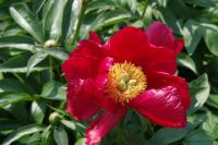 Rene Koot, foto gemaakt in Peony Showgarden