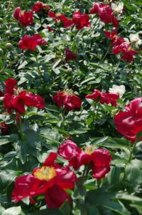 Rene Koot, foto gemaakt in Peony Showgarden