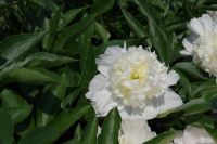 Rene Koot, foto gemaakt in Peony Showgarden