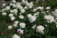 Rene Koot, foto gemaakt in Peony Showgarden