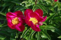 Rene Koot, foto gemaakt in Peony Showgarden