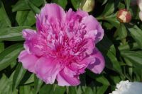 Rene Koot, foto gemaakt in Peony Showgarden