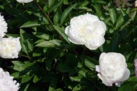 Rene Koot, foto gemaakt in Peony Showgarden