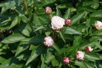 Rene Koot, foto gemaakt in Peony Showgarden