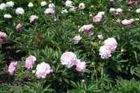 Rene Koot, foto gemaakt in Peony Showgarden