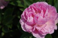 Rene Koot, foto gemaakt in Peony Showgarden