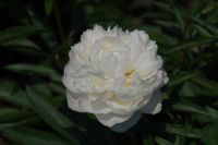 Rene Koot, foto gemaakt in Peony Showgarden