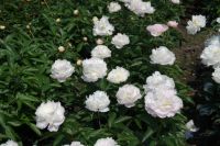 Rene Koot, foto gemaakt in Peony Showgarden