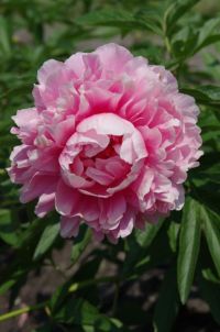 Rene Koot, foto gemaakt in Peony Showgarden