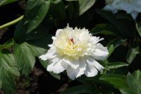 Rene Koot, foto gemaakt in Peony Showgarden