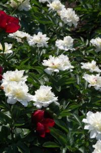 Rene Koot, foto gemaakt in Peony Showgarden