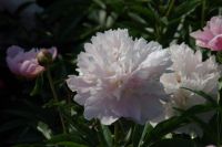 Rene Koot, foto gemaakt in Peony Showgarden