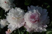 Rene Koot, foto gemaakt in Peony Showgarden