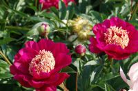 Rene Koot, foto gemaakt in Peony Showgarden