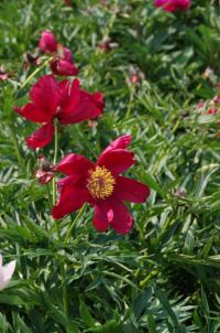 Rene Koot, foto gemaakt in Peony Showgarden