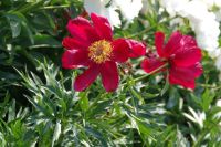 Rene Koot, foto gemaakt in Peony Showgarden