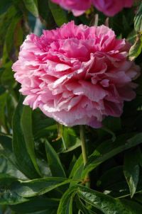 Rene Koot, foto gemaakt in Peony Showgarden