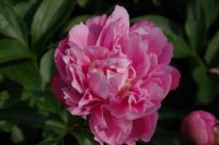 Rene Koot, foto gemaakt in Peony Showgarden