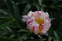 Rene Koot, foto gemaakt in Peony Showgarden