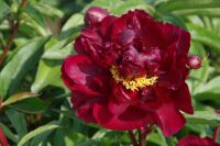 Rene Koot, foto gemaakt in Peony Showgarden