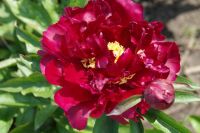 Rene Koot, foto gemaakt in Peony Showgarden