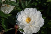 Rene Koot, foto gemaakt in Peony Showgarden