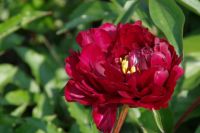 Rene Koot, foto gemaakt in Peony Showgarden