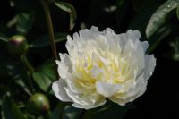 Rene Koot, foto gemaakt in Peony Showgarden