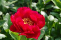 Rene Koot, foto gemaakt in Peony Showgarden