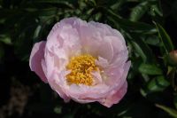 Rene Koot, foto gemaakt in Peony Showgarden