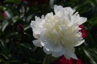 Rene Koot, foto gemaakt in Peony Showgarden