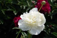 Rene Koot, foto gemaakt in Peony Showgarden