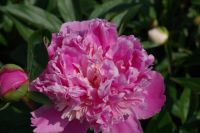 Rene Koot, foto gemaakt in Peony Showgarden