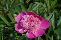 Rene Koot, foto gemaakt in Peony Showgarden