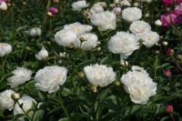 Rene Koot, foto gemaakt in Peony Showgarden