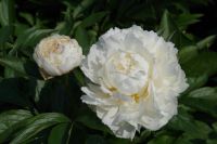 Rene Koot, foto gemaakt in Peony Showgarden