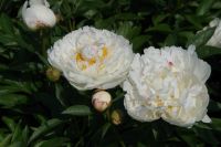 Rene Koot, foto gemaakt in Peony Showgarden