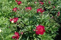 Rene Koot, foto gemaakt in Peony Showgarden