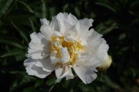 Rene Koot, foto gemaakt in Peony Showgarden