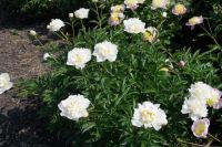 Rene Koot, foto gemaakt in Peony Showgarden