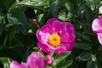 Rene Koot, foto gemaakt in Peony Showgarden