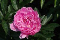 Rene Koot, foto gemaakt in Peony Showgarden