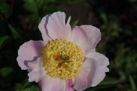 Rene Koot, foto gemaakt in Peony Showgarden