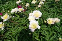 Rene Koot, foto gemaakt in Peony Showgarden