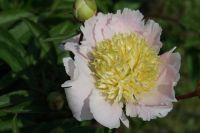 Rene Koot, foto gemaakt in Peony Showgarden